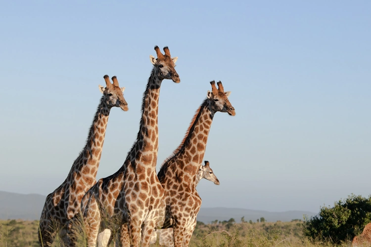 Mavela Game Lodge op safari 001.webp