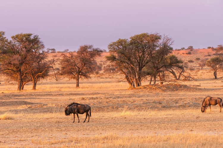 Gobabis Kalahari Photo by Chris Stenger.webp