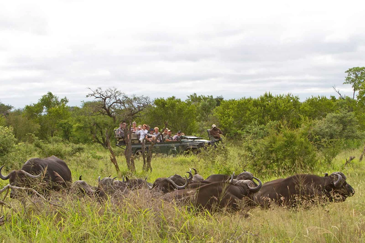 nThambo Tree Camp Gamedrive 002.webp