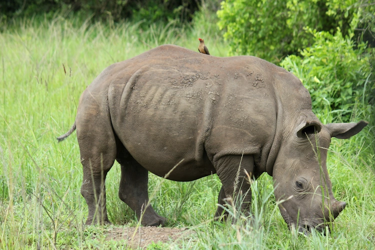 Hluhluwe Imfolozi Game Reserve photo by Martie Bloem.webp