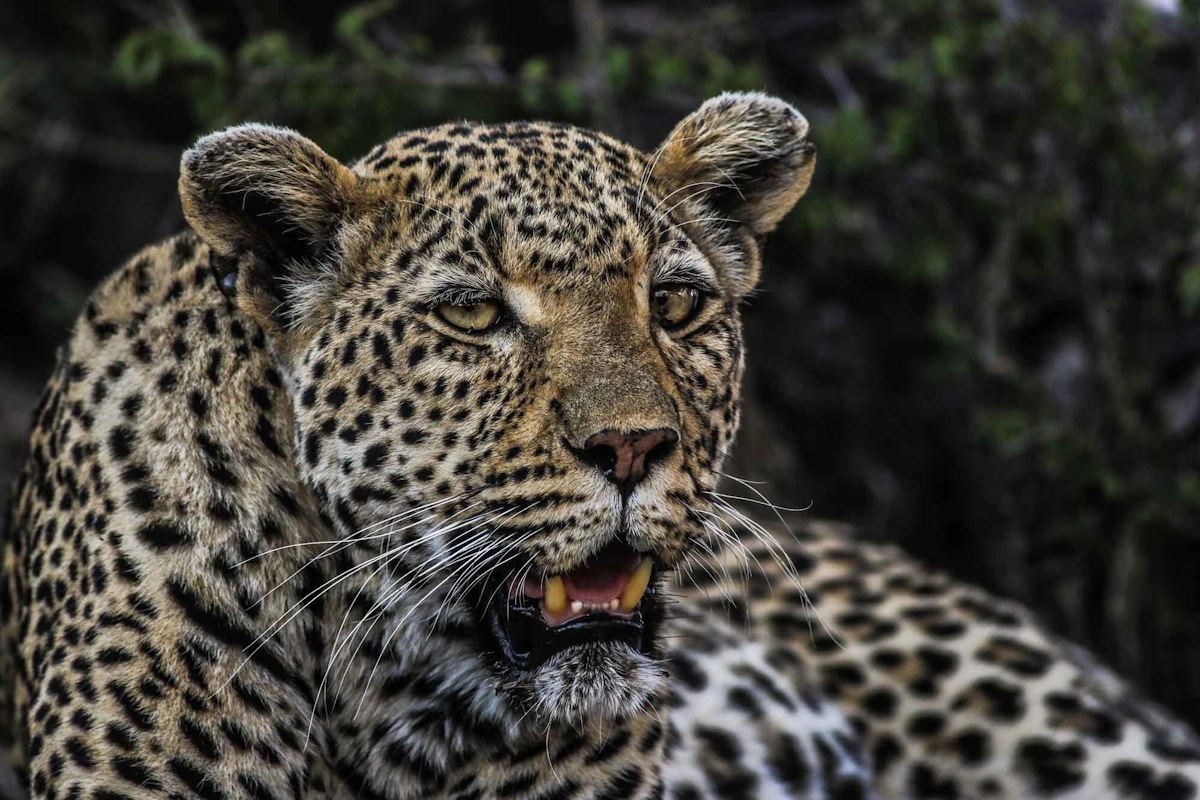 Umkumbe Safari Lodge Riverside wildlife 001.webp