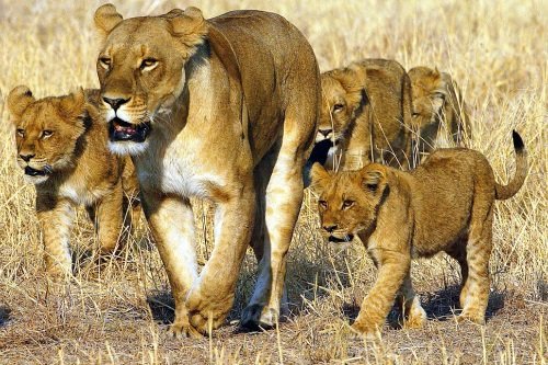 Klik op de afbeelding voor een vergroting moremi game reserve.jpg
