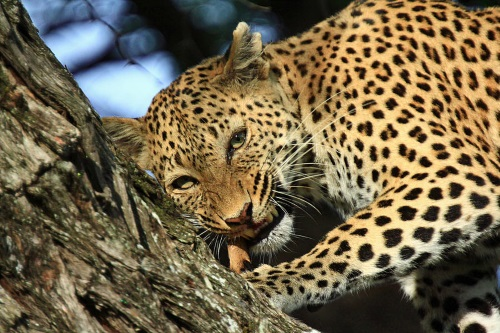 de parels van botswana sfeerfoto 011.png