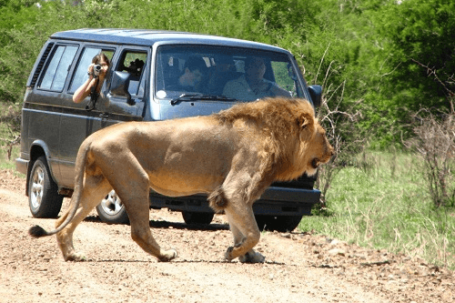 kruger lion 011.png