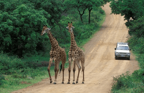 hluhluwe_imfolozi_game_reserve 011.png