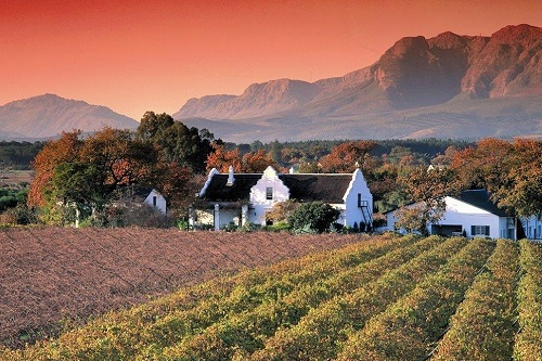 stellenbosch wine 011.png
