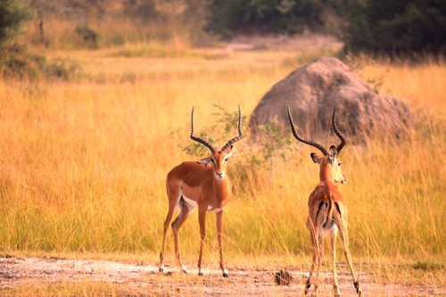 lake mburo national park.png