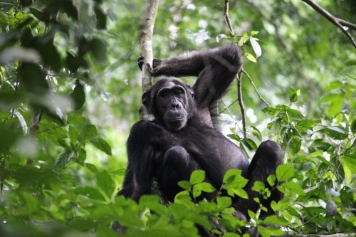 Klik op de afbeelding voor een vergroting chimp trekking murchison falls 001.jpg