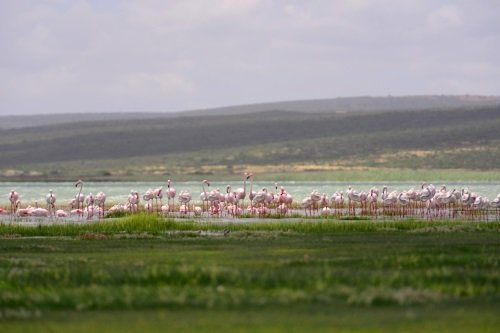 Klik op de afbeelding voor een vergroting nakuru 001.jpg