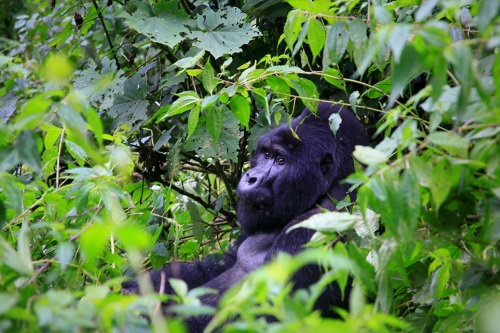 gorillas 001.jpg