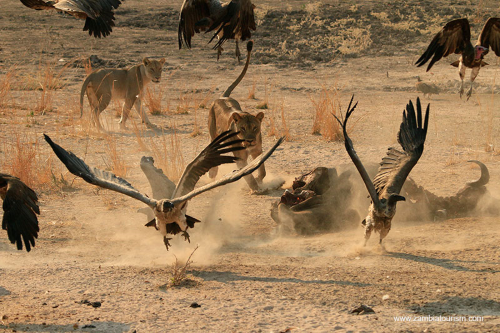 south luangwa 001.png