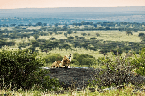 Klik op de afbeelding voor een vergroting ngorongoro crater 001.png