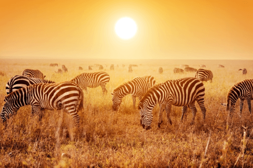 Klik op de afbeelding voor een vergroting serengeti 002.png