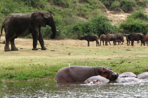 queen elizabeth national park.png