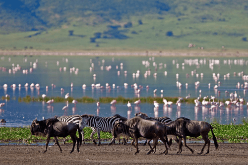 Klik op de afbeelding voor een vergroting lake manyara 001.png
