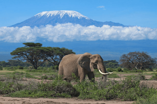 Klik op de afbeelding voor een vergroting amboseli national park 001.png