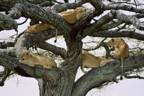 Klik op de afbeelding voor een vergroting lake manyara boomklimmende leeuwen 001.png