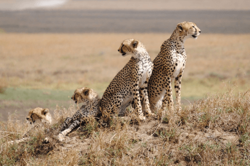 Klik op de afbeelding voor een vergroting serengeti 003.png