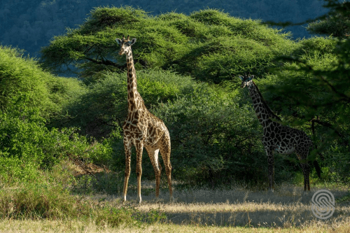 Klik op de afbeelding voor een vergroting lake manyara serena safari lodge sfeer.png