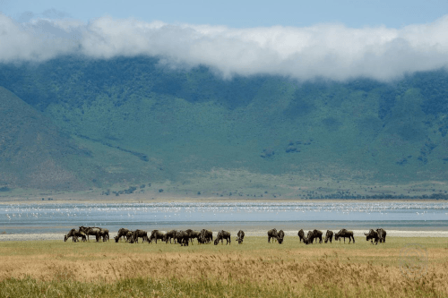 Klik op de afbeelding voor een vergroting ngorongoro krater sfeer.png