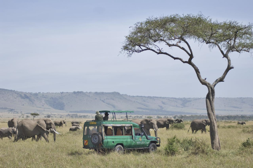 mara serena safari lodge gamedrive.png
