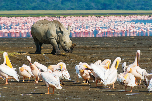lake nakuru sopa lodge omgeving.png