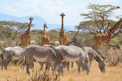 samburu game reserve 001.png