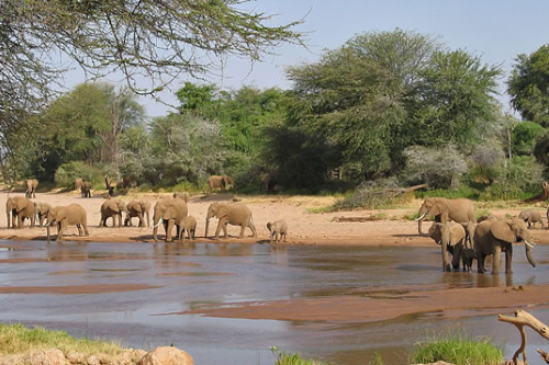 samburu game reserve 002.png