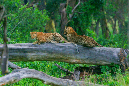 lake nakuru lodge omgeving.png