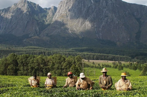 mount mulanje.png
