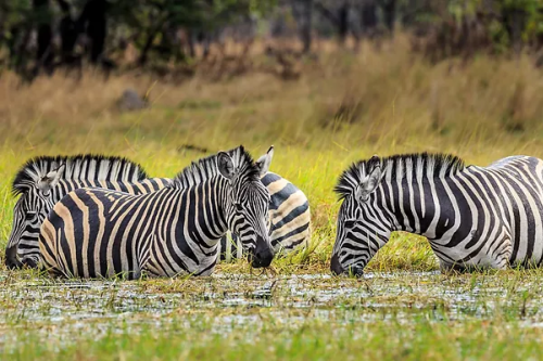 kuti wildlife reserve 002.png