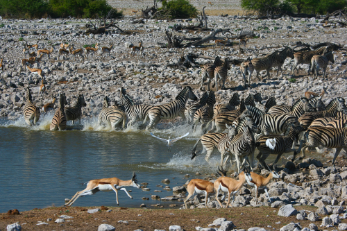 etosha 013.png