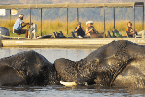 Klik op de afbeelding voor een vergroting chobe rivier cruise 011.png