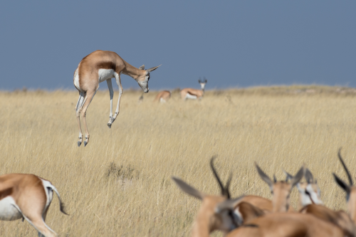 etosha 014.png
