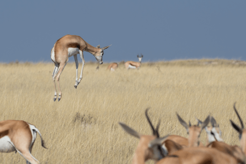 Klik op de afbeelding voor een vergroting etosha 014.png