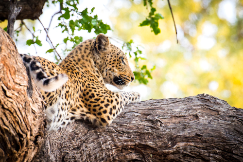 moremi 021.png
