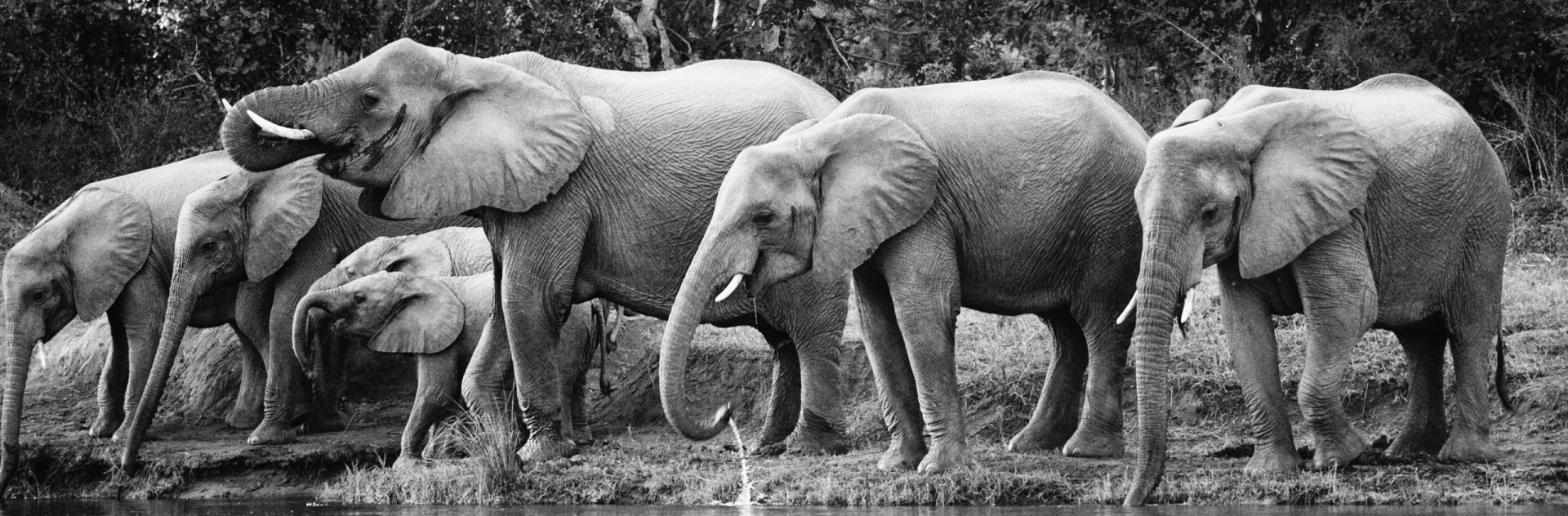 lower zambezi olifanten