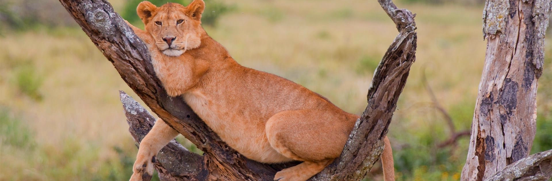 tanzania lake manyara leeuw in boom.png