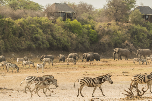 leroo la tau uitzicht op droge rivier met wild.png