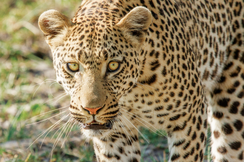 moremi-game-reserve-wildlife-01-8.png