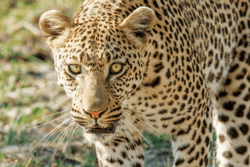 Klik op de afbeelding voor een vergroting moremi-game-reserve-wildlife-01-8.png