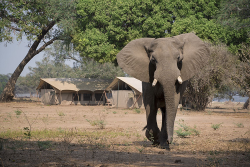 zambezi expeditions olifant loopt door kamp.png
