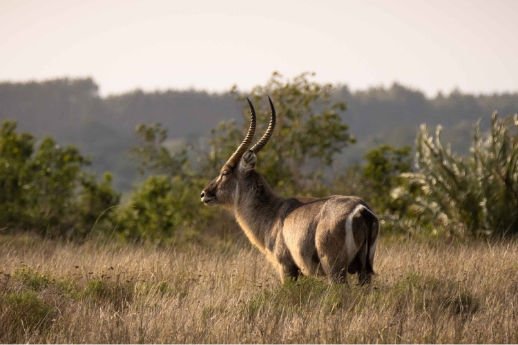 isimangaliso.jpg