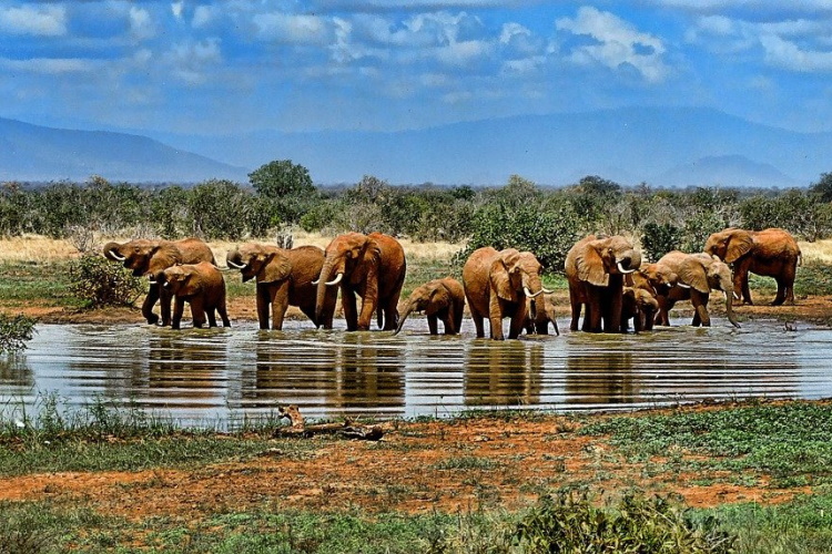 elephant addo zuid-afrika.jpg