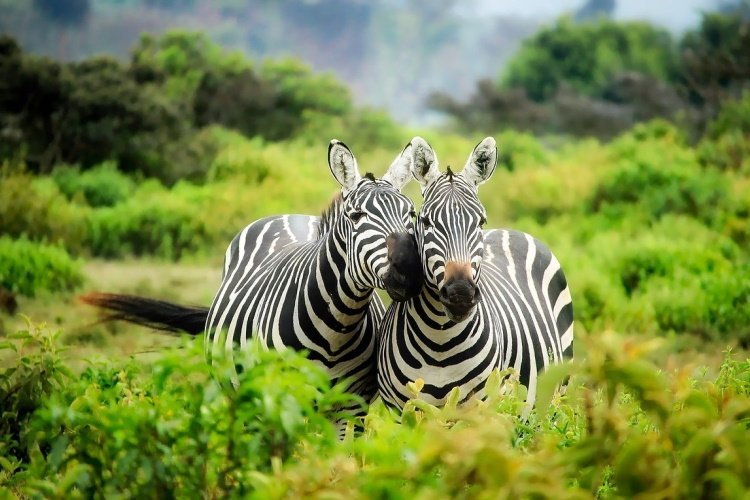 Klik op de afbeelding voor een vergroting lake mburo zebra.jpg