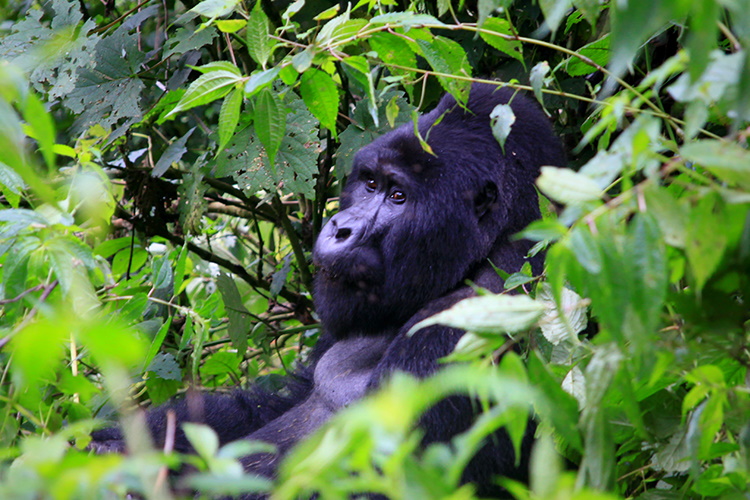 gorilla oeganda trekking.jpg