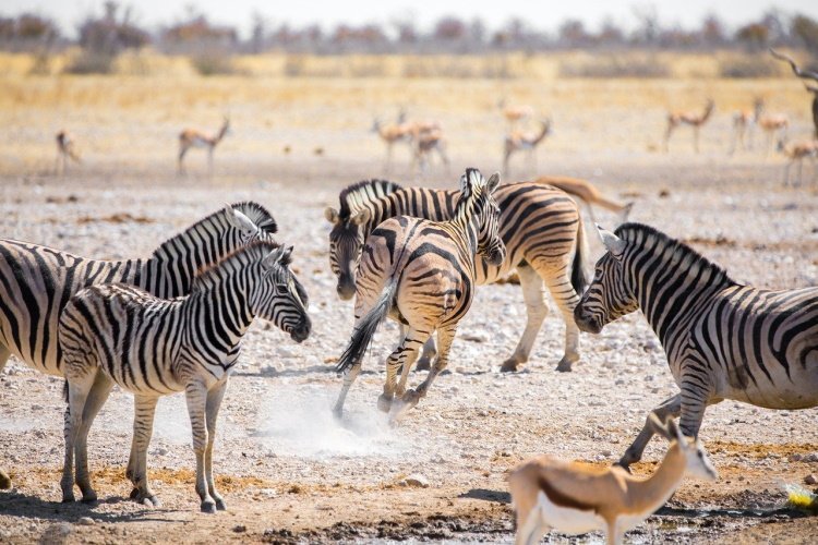 Klik op de afbeelding voor een vergroting zebras etosha np.jpg