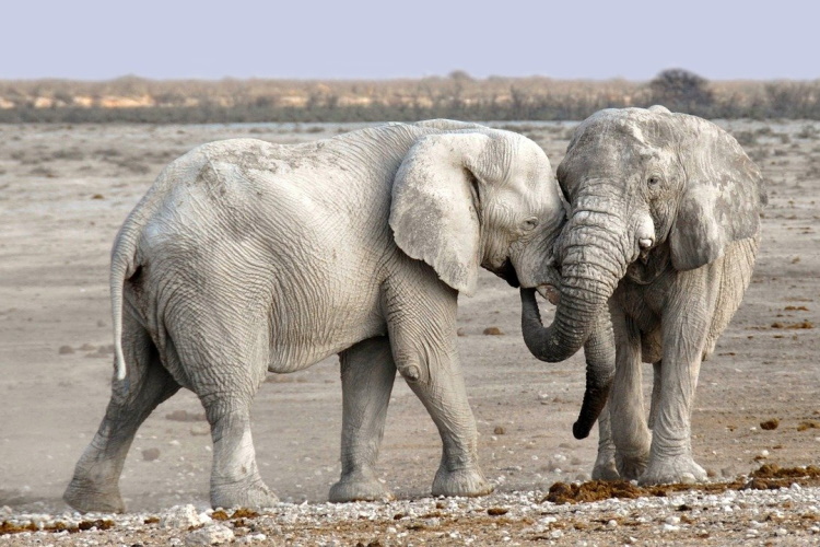 elephants namibie.jpg
