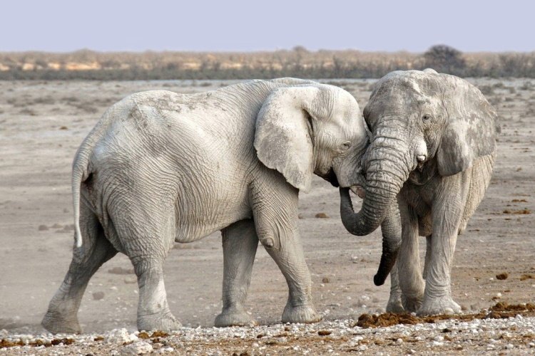 Klik op de afbeelding voor een vergroting elephants namibie.jpg