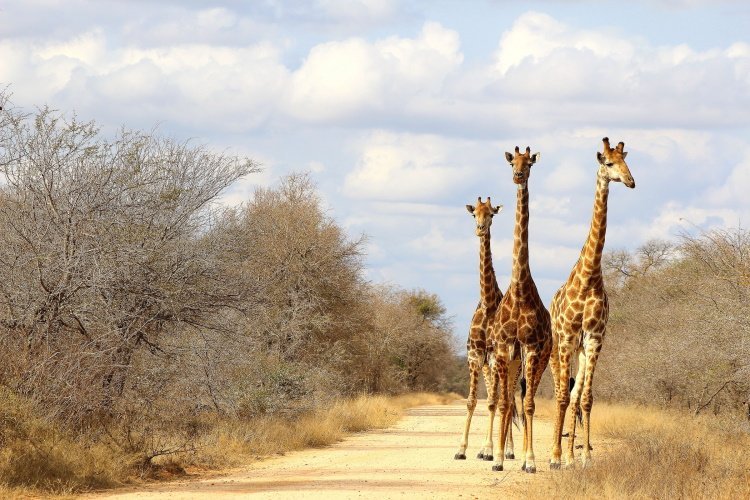 Klik op de afbeelding voor een vergroting wandelreis zuid-afrika south africa giraffe.jpg